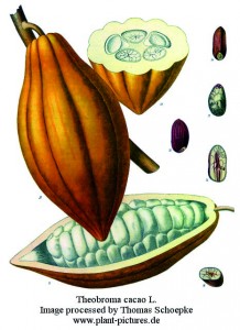 theobroma_cacao2