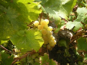 Zibibbo-grapes_high